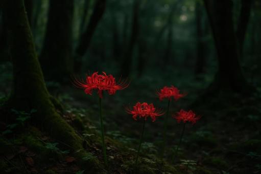 森の中にひっそりと咲く彼岸花 森の中にひっそりと咲く彼岸花の写真