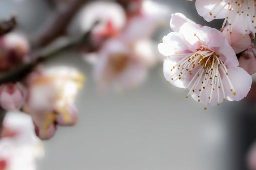 梅の花 梅の花の写真