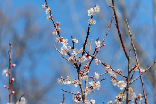青空に咲き誇る白梅の可憐な花 白梅,梅,花の写真素材