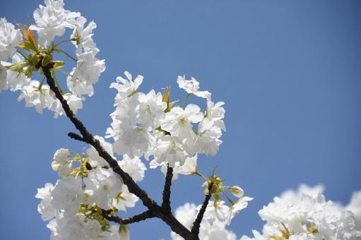 千原桜 千原桜の写真