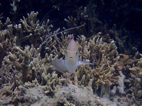 ダンダラスズメダイと対面した 海,魚,サンゴの写真素材