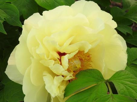 お花 お花 牡丹,花,ぼたんの写真素材