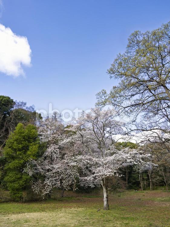 公園の桜と青空 青空,桜,ソメイヨシノの写真素材