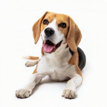 幸せそうに微笑むビーグル犬 幸せそうに微笑むビーグル犬の写真