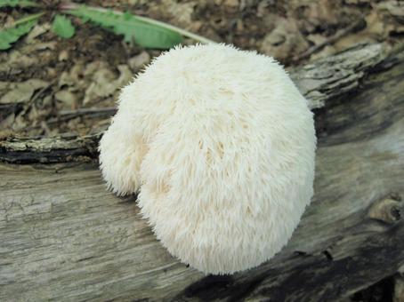 野生のヤマブシタケ ヤマブシタケ,山伏茸,キノコの写真素材
