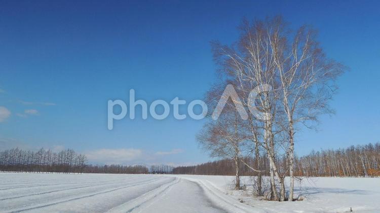 白銀の北海道　北の大地　雪景色　白樺 北海道,雪景色,雪の写真素材