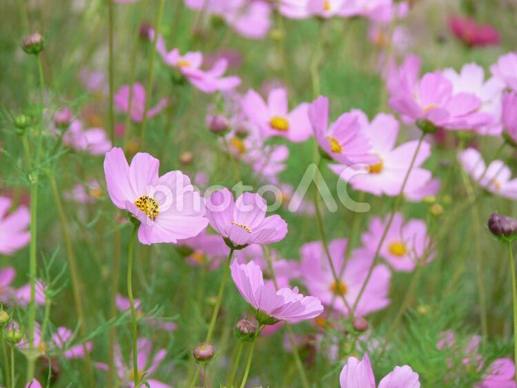 薄紅色の秋桜（群生）02 コスモス,秋桜,秋の写真素材