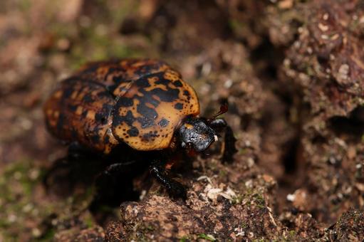 アカマダラハナムグリの写真