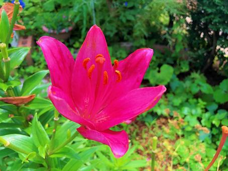 庭の可愛い花 庭の可愛い花の写真