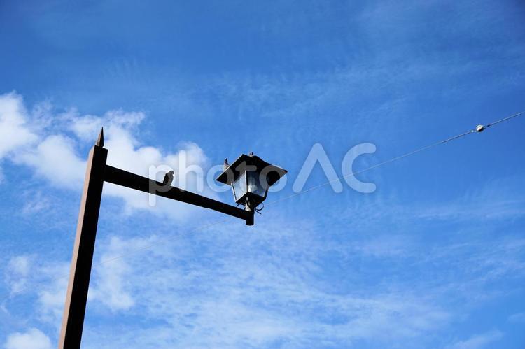 ハトのいる風景 ハト,青空,晴天の写真素材