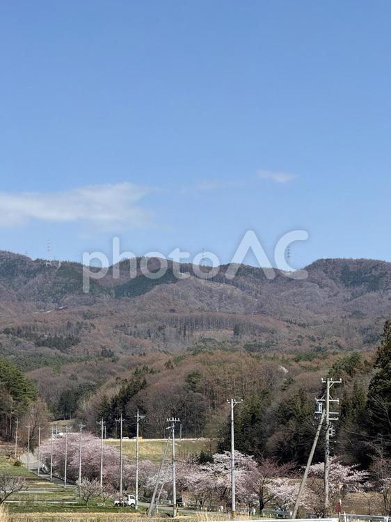 芦沢川沿いの桜並木 芦沢川,桜並木,桜の写真素材