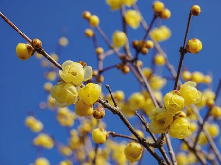 冬陽にほころぶ蝋梅の蕾 蝋梅,花,蕾の写真素材