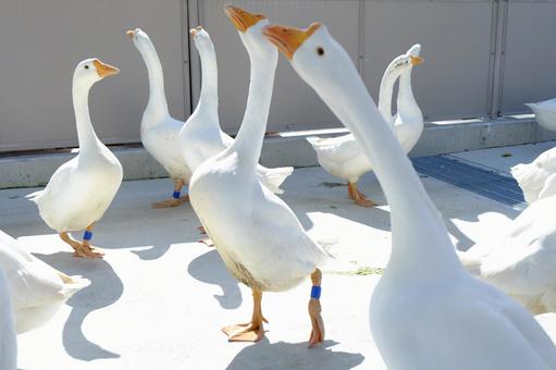 沢山のアヒル 沢山のアヒル 東武動物公園,ガチョウ,グースの写真素材