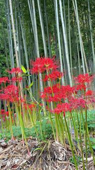 竹やぶと彼岸花 彼岸花,秋,竹やぶの写真素材