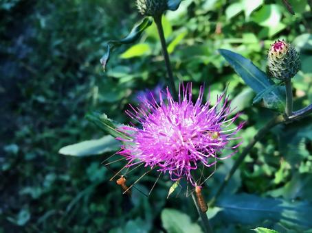 thistle, JPG