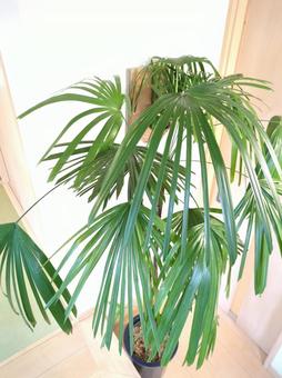 大型観葉植物 シュロチク 10号鉢 大型観葉植物 シュロチク 10号鉢 大型観葉植物,観葉植物,シュロチクの写真素材