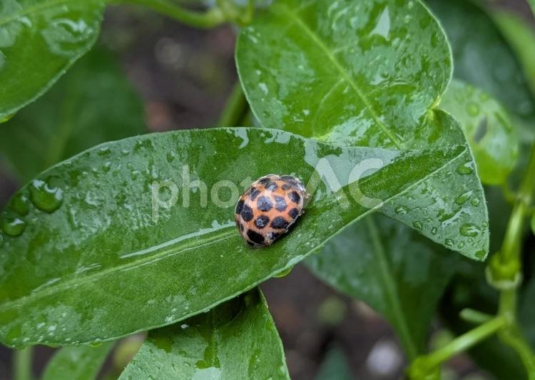濡れた葉にニジュウヤホシテントウ 昆虫,ニジュウヤホシテントウ,虫の写真素材