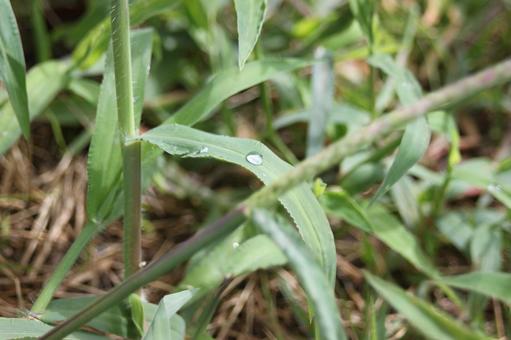 雨上がりの草 雨上がりの草の写真