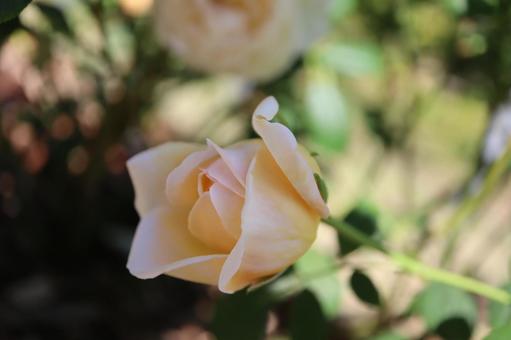 バラ園のきれいな薔薇の写真です バラ園のきれいな薔薇の写真ですの写真