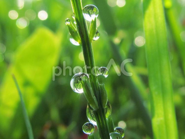 水滴とスギナと朝の光 水滴,すいてき,waterの写真素材