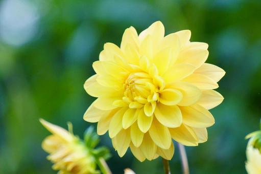 ダリア ダリアの写真