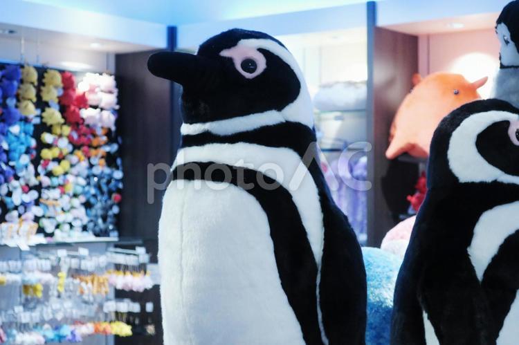 水族館のペンギンのぬいぐるみ ペンギン,ぬいぐるみ,水族館の写真素材