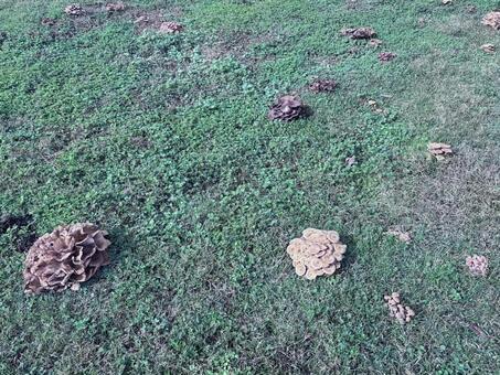 秋の草地に生える野生キノコ きのこ,野生,草原の写真素材