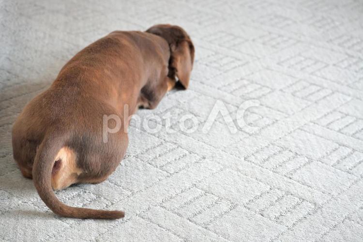 遊星からの物体...X 犬,ミニチュアダックス,後ろ姿の写真素材