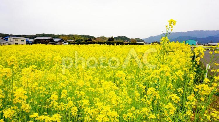 福岡県古賀市の菜の花畑 菜の花,青空,春の写真素材