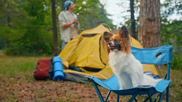 青い椅子に座る犬 犬,チェア,お座りの写真素材
