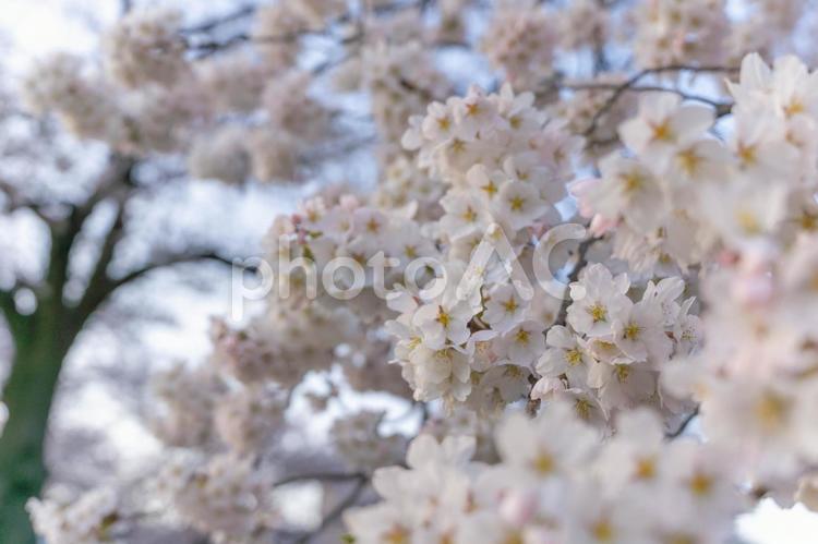 桜のある風景 桜,桜並木,sakuraの写真素材