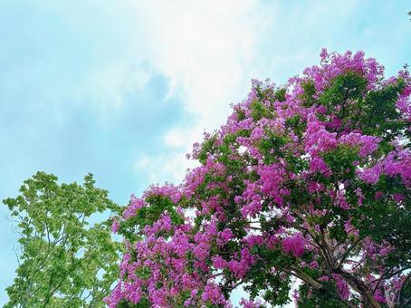 青空とサルスベリの花 青空とサルスベリの花 サルスベリの花,百日紅,花の写真素材