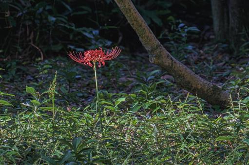 一本の彼岸花 一本の彼岸花 秋,曼殊沙華,彼岸の写真素材