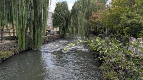 広瀬川の柳 広瀬川の柳の写真