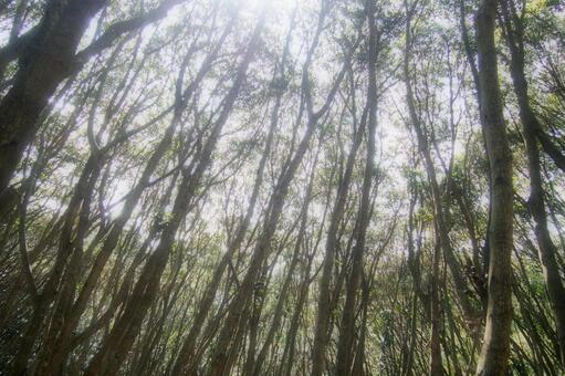 照葉樹 マテバシイの森 木漏れ日,照葉樹,マテバシイの写真素材