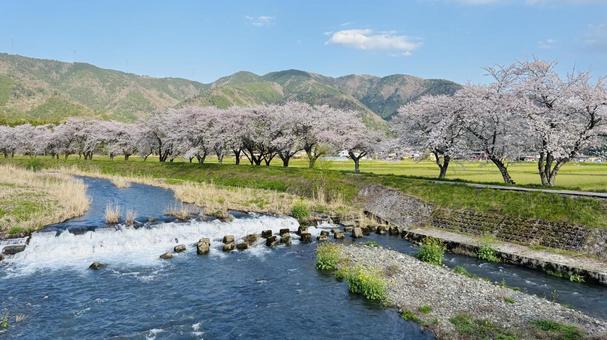 春の川 春の川 景色,綺麗,リラックスの写真素材