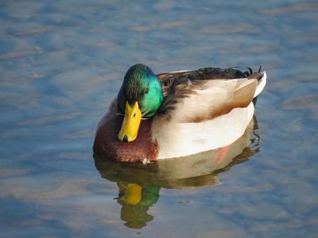川で泳ぐマガモのオス 川で泳ぐマガモのオスの写真