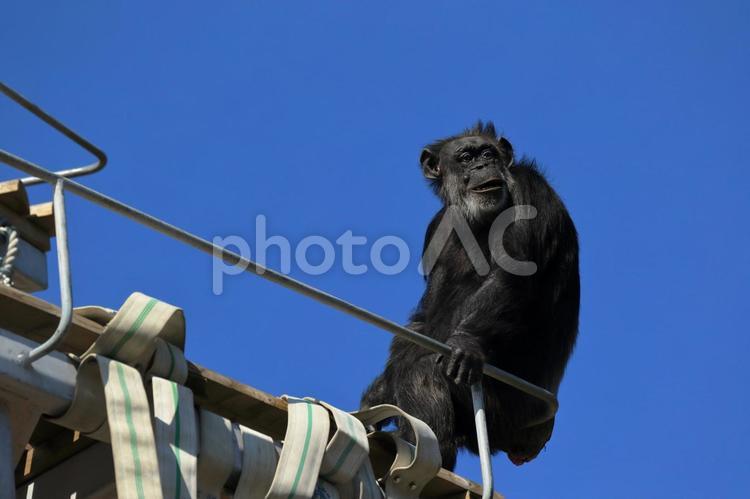 チンパンジー２ チンパンジー,札幌市円山動物園,円山動物園の写真素材