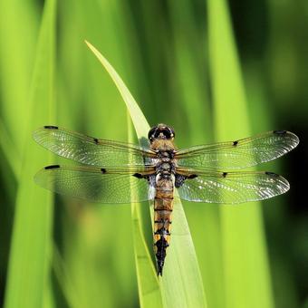 ヨツボシトンボ ヨツボシトンボ ヨツボシトンボ,昆虫,蜻蛉の写真素材