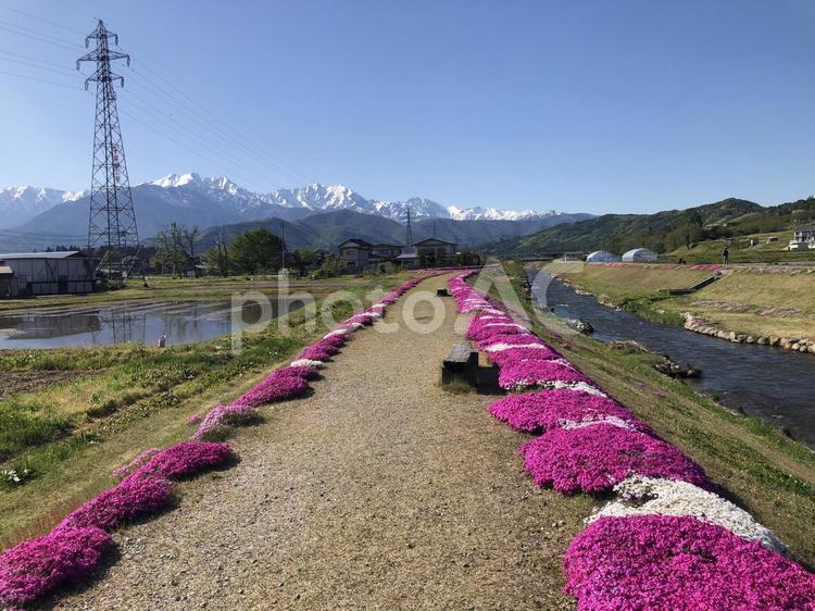 芝桜と北アルプス　農具川河川公園　大町市 芝桜,北アルプス,残雪の写真素材