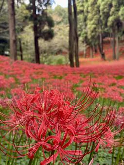 ヒガンバナ(彼岸花) ヒガンバナ(彼岸花) ヒガンバナ,秋,赤い花の写真素材