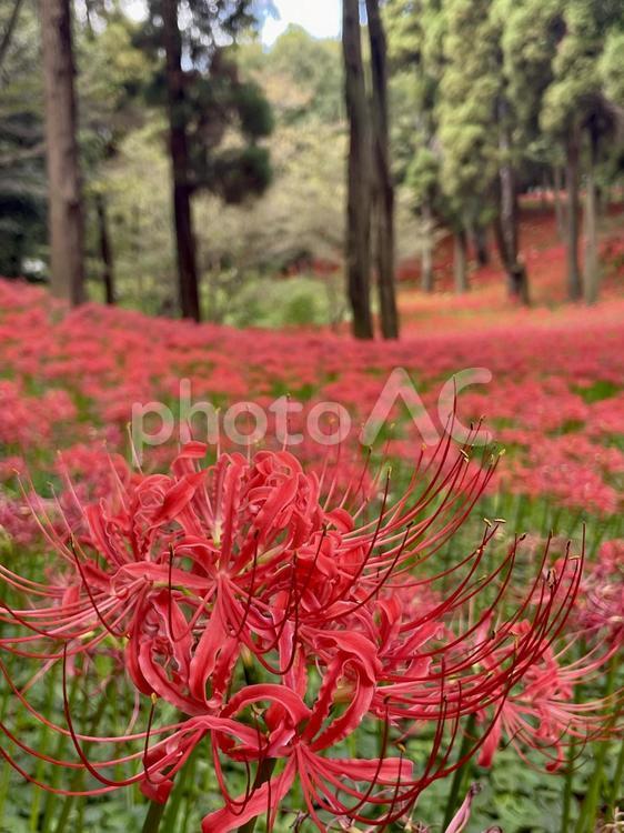 ヒガンバナ(彼岸花) ヒガンバナ,秋,赤い花の写真素材