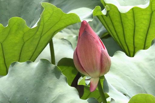 橋の花つぼみ 橋の花つぼみの写真
