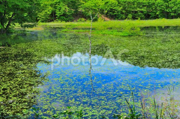 新緑の観音沼（福島下郷） 新緑,春,風景の写真素材