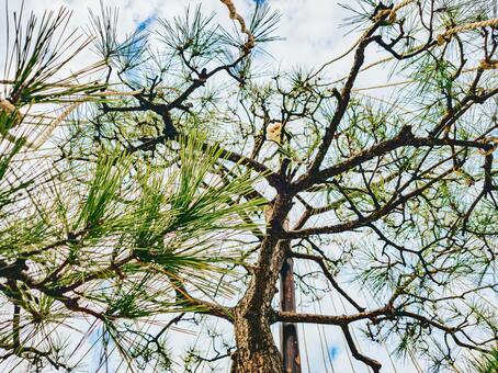 雪吊りした松 松,マツ,冬の写真素材