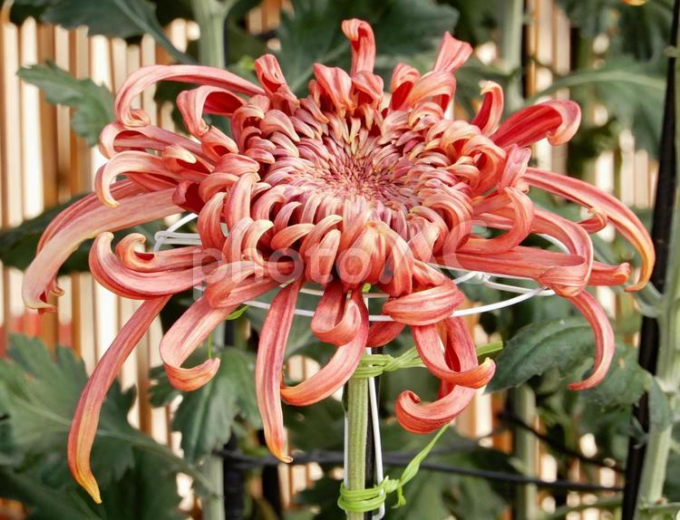 【花の写真】キクの花 キク,きく,菊の写真素材
