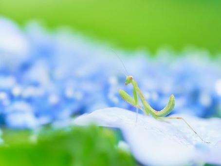 水色紫陽花の上に小さなカマキリ 水色紫陽花の上に小さなカマキリ アジサイ,カマキリ,紫陽花の写真素材