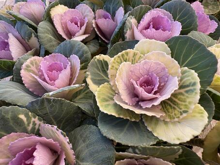 たくさんの葉牡丹 02 葉牡丹,葉ボタン,牡丹菜の写真素材