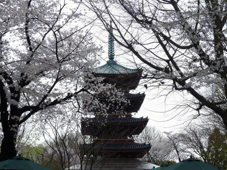 上野、満開の桜と五重の塔 上野、満開の桜と五重の塔の写真
