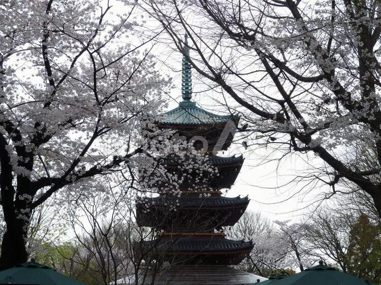上野、満開の桜と五重の塔 桜,サクラ,上野の写真素材
